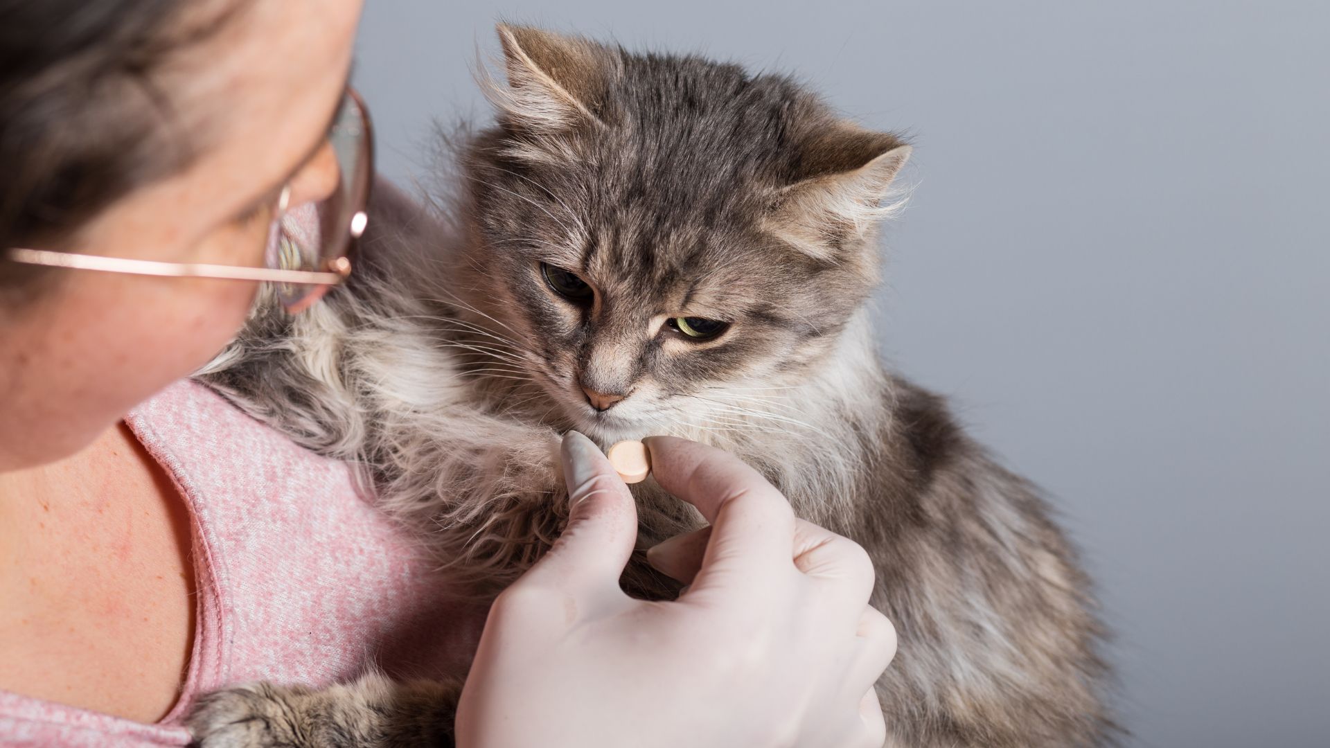 Anti Parasitaires Internes pour Chats et Chiens: Conseils à l'officine